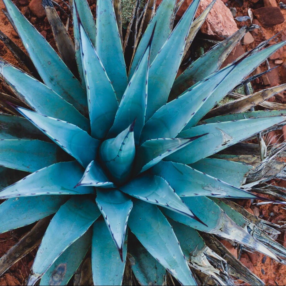 Meet your Posher, Kelli